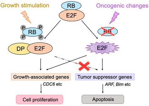 Biology Free Full Text Expanding Roles Of The E2f Rb P53 Pathway In