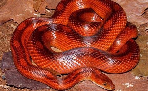 30+ Beautiful Corn Snake Morphs & Colors (With Pictures)