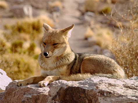 80+ Fox Desert Atacama Desert Chile Stock Photos, Pictures & Royalty ...