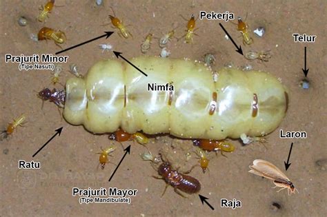 siklus hidup rayap sinau