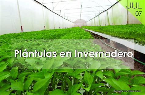 Plántulas en Invernadero Celuz AGRO