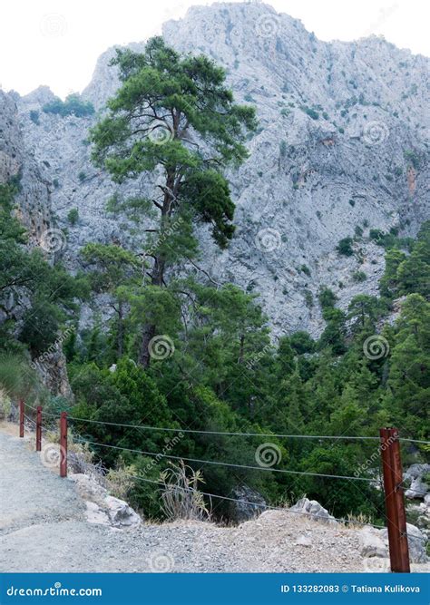 Antalya Goynuk Canyon Beautiful Mountain With Trees Pine In National