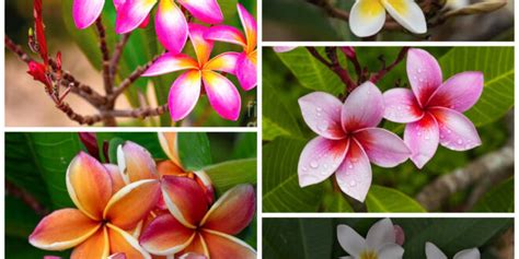 How To Grow And Care For Frangipanis