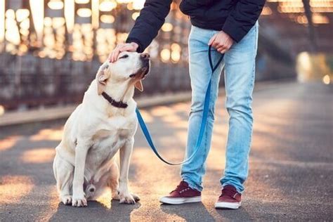 Cuidador De Cães 5 Dicas Para Você Se Tornar Um Meus Animais