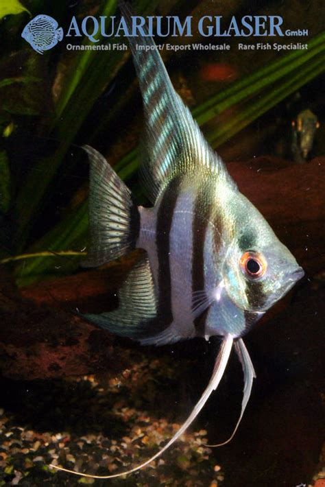 Pterophyllum Scalare Blue Neon Romulogoncalves Br