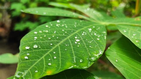 Water Droplen On Cassava Leaf Stock Photo Image Of Droplen Cassava