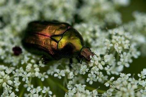 A Colorful Bug Eating Tiny Flowers Smithsonian Photo Contest