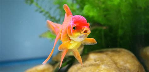 Best Goldfish Care For 2025: How To Care For Goldfish