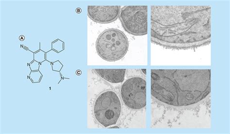 Full Article Targeting Adhesion In Fungal Pathogen Candida Albicans