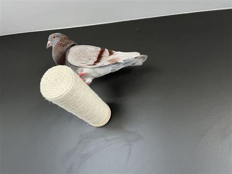 How To Train A Pigeon - PIGEONHOW.COM