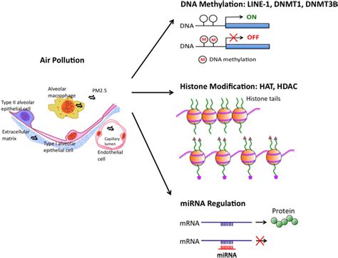 Particulate Matterinduced Epigenetic Changes And Lung Cancer Li