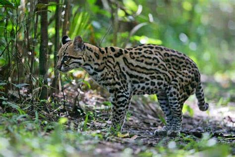 Wild Cats Of North America A Closer Look Nature Roamer