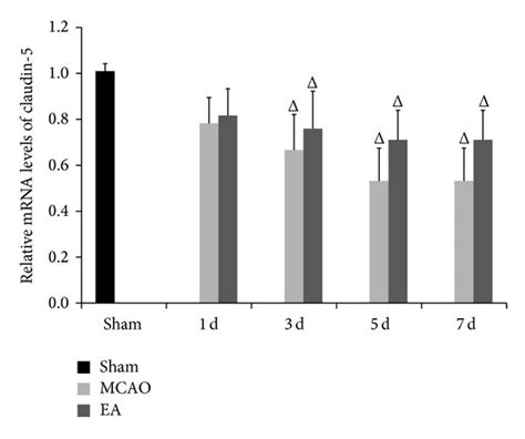 Mrna Expression Of Zo 1 Claudin 5 And Occludin Analyzed By Qpcr After