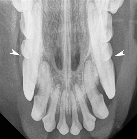 Canine Dental Radiographs