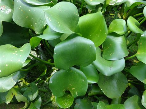 Free Images Nature Leaf Flower Green Botany Aquatic Plant Flora