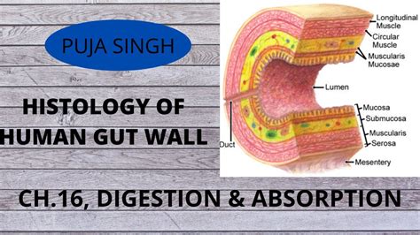 Histology Of Wall Layers Of Human Alimentary Canal For Neet And Board