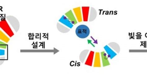 빛으로 치료 하는 광스위치 단백질 개발