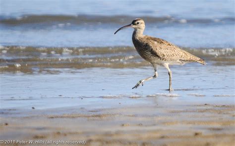 Whimbrel Numenius Phaeopus Malaysia World Bird Photos