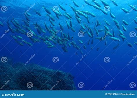 Sarpa Salpa fishes stock photo. Image of rock, animal - 26623080