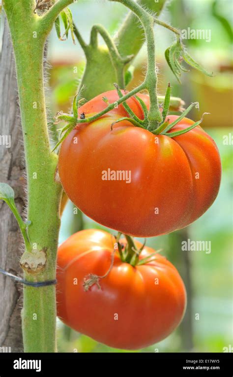 details  ripe garden tomatoes stock photo alamy