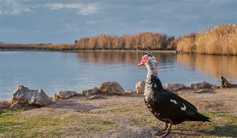 Muscovy Duck Breed Profile - Farmhouse Guide