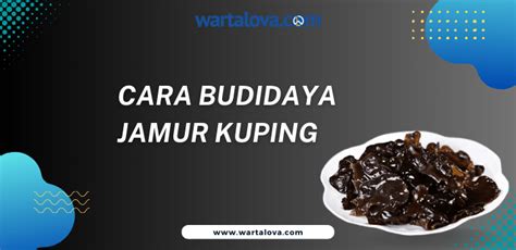 Cara Budidaya Jamur Kuping Menjadi Petani Jamur Kuping Sukses