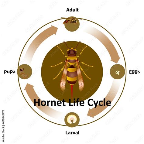 Hornet Life Cycle. Stock Vector | Adobe Stock