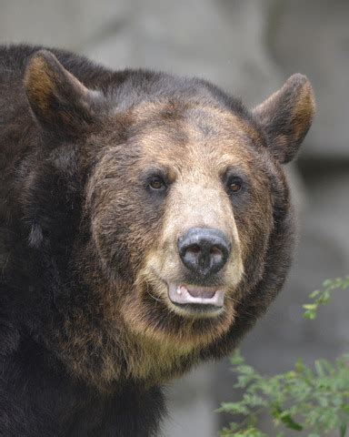 Two rescued bears move from Detroit Zoo to Colorado sanctuary - WXYZ.com