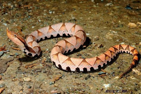 China Venomous Snakes In Bejing Hong Kong Shanghai And Rural Areas