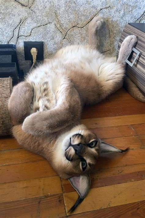 PHOTOS: This couple owns a caracal cat