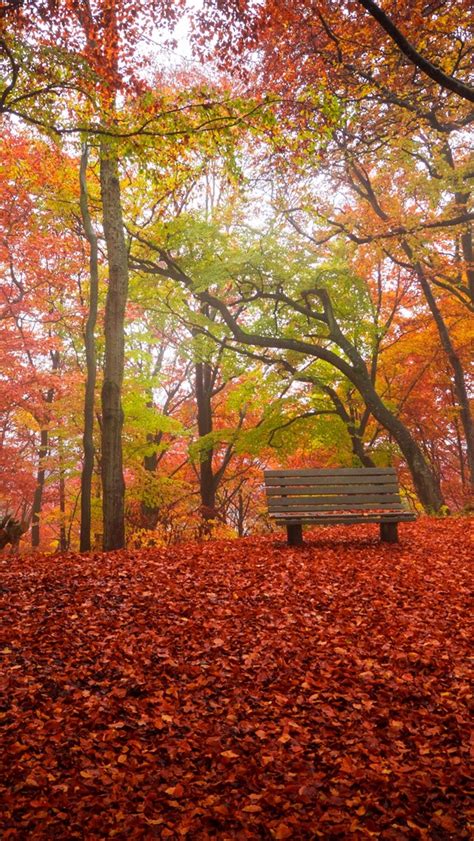 桌布 秋天，樹，紅葉地面，長凳，公園 3840x2160 Uhd 4k 高清桌布 圖片 照片