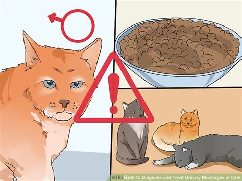 How to Diagnose and Treat Urinary Blockages in Cats: 11 Steps