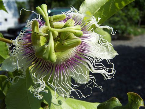 Images Gratuites Fruit Vert Produire Botanique Flore Couronne