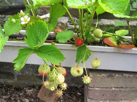 De Eerste Aardbeien Hangen Aan De Planten Aardbeien Kweken