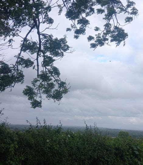 Kestrel Falco Tinnunculus Irish Birding