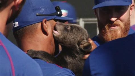 Chicago Cubs hang out with bear cubs at spring training | abc7chicago.com