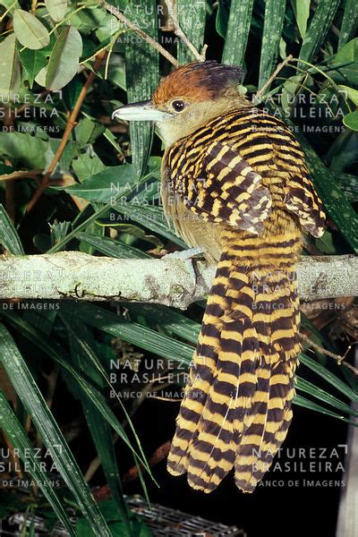 Natureza Brasileira Banco De Imagens Beija Flor De Banda Branca