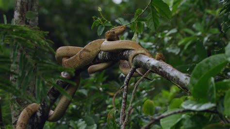 Snake Island: Scariest Place on Earth? – Cobras.org