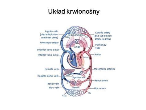 Mięsień sercowy Poprzecznie prążkowany ppt video online pobierz