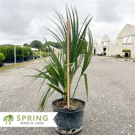 Dwarf Palmetto Palm - Sabal minor | Shepherdssupply