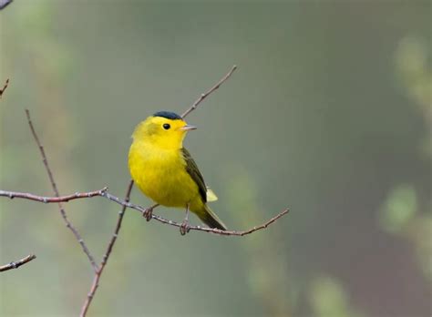 A Comprehensive Guide To Yellow Birds In New Jersey Nature Blog Network