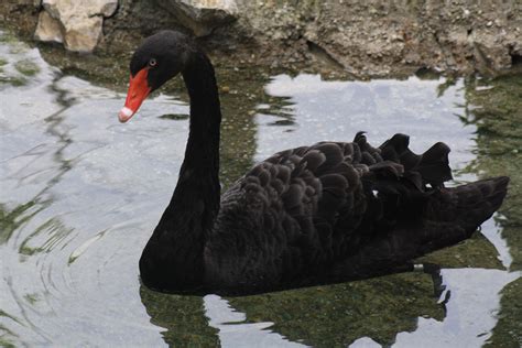 Black Swan Black Swan Swans Photography Animals Photograph