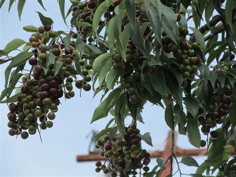 Capulines Fruit