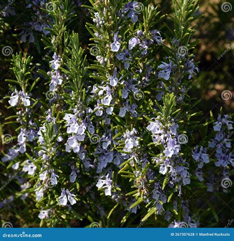 Rosemary officinalis stock photo. Image of spice, plant - 267307628