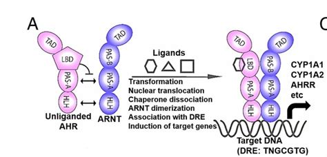 Ahr And Its Activating Molecule Arnt Heterodimer A Transcription