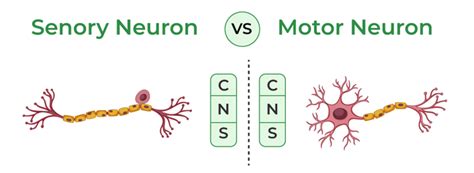 Difference Between Sensory And Motor Neurons - GeeksforGeeks