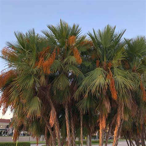 Paurotis Palm Tree Seeds – SEEDTOPIA