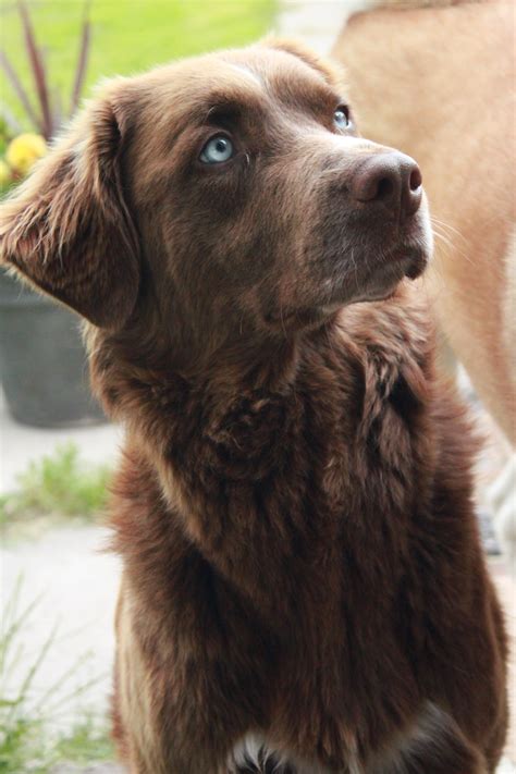 Do Labradors Have Blue Eyes