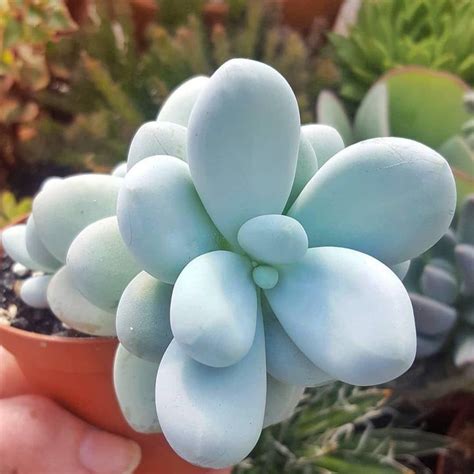 Suculentas E Cactos On Instagram Succulents Ireland Quer