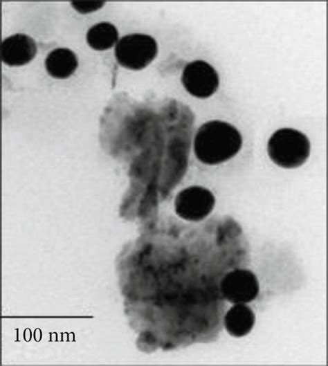 TEM Images Of AuNPs Growth Behaviour At Varying Time Intervals 0 2 H